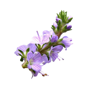 画板-6.png